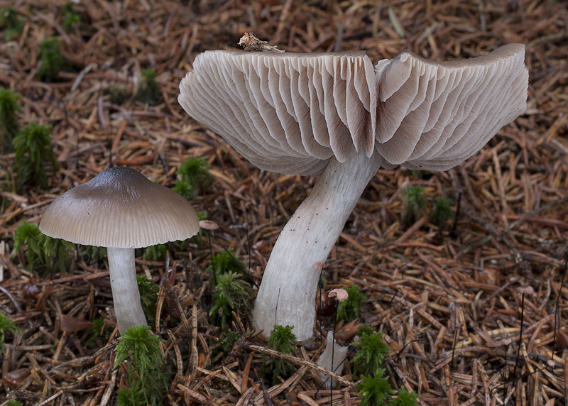 Entoloma turbidum